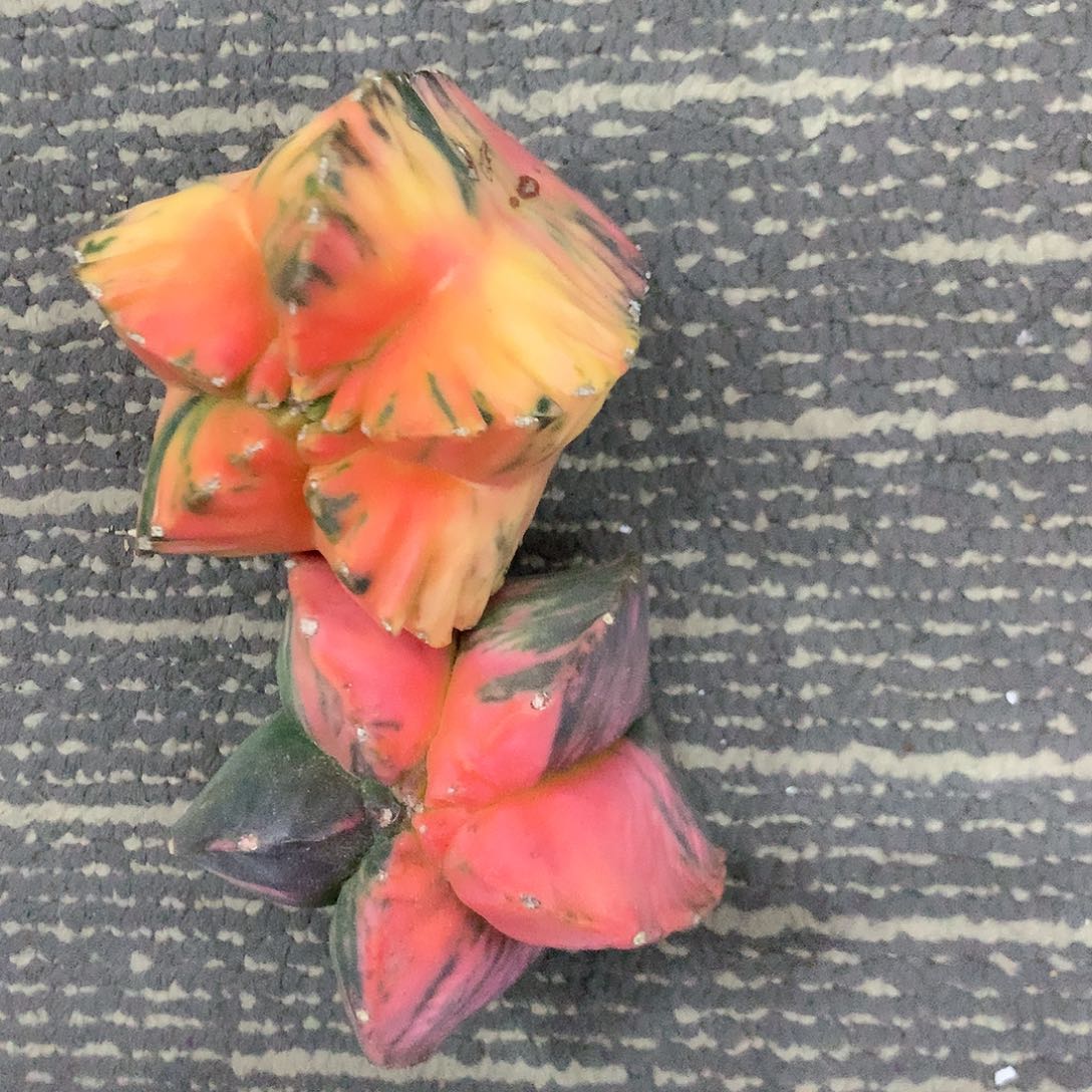 【闪购商品】花****界两玉玉玉玉