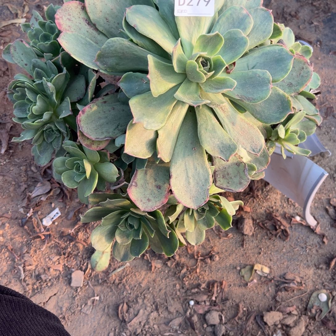 远***吗279香炉盘多肉植物法师