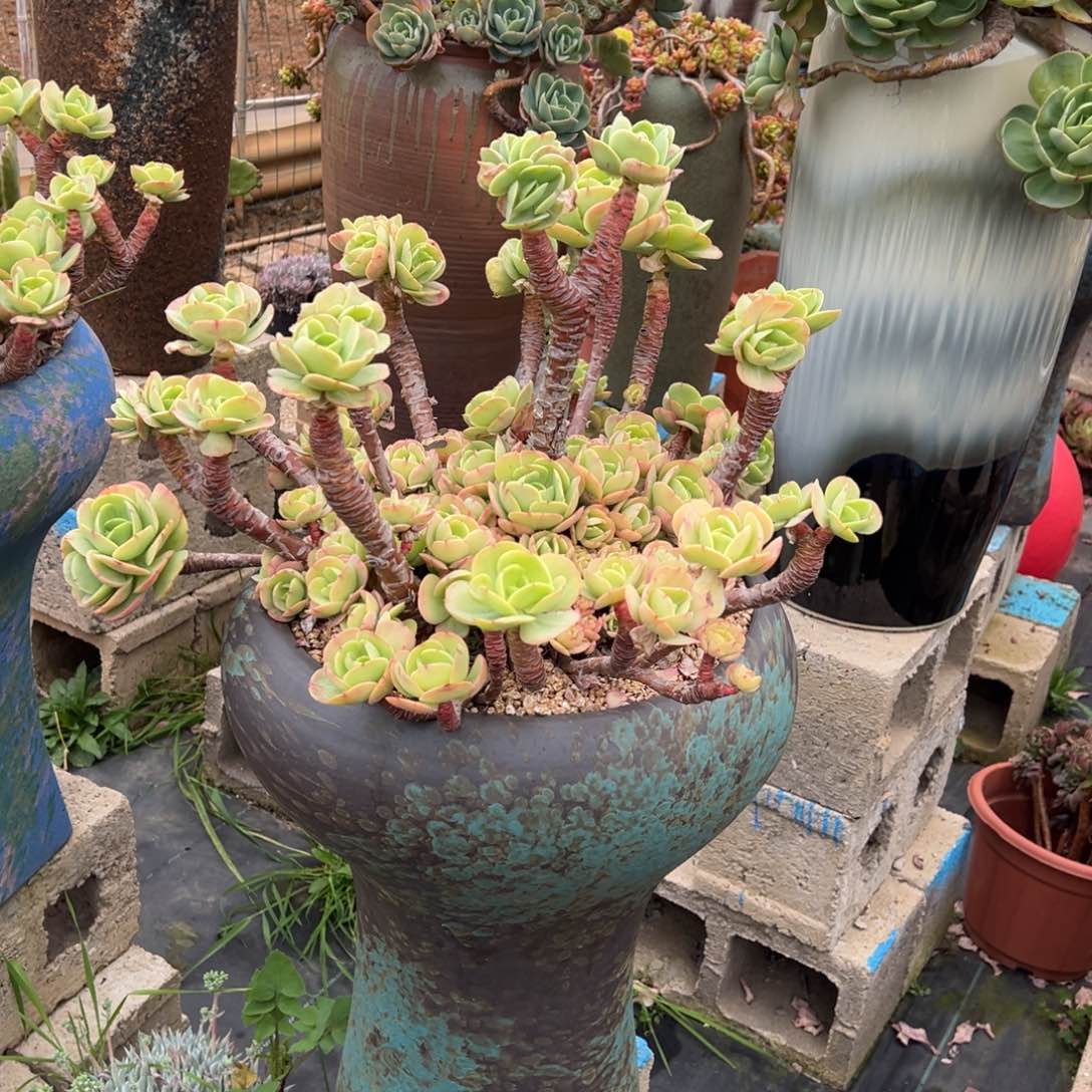 清货精控大碧桃带盆不包物流