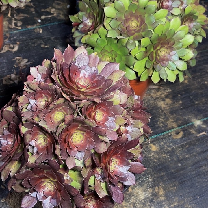 桃花石桃花石009