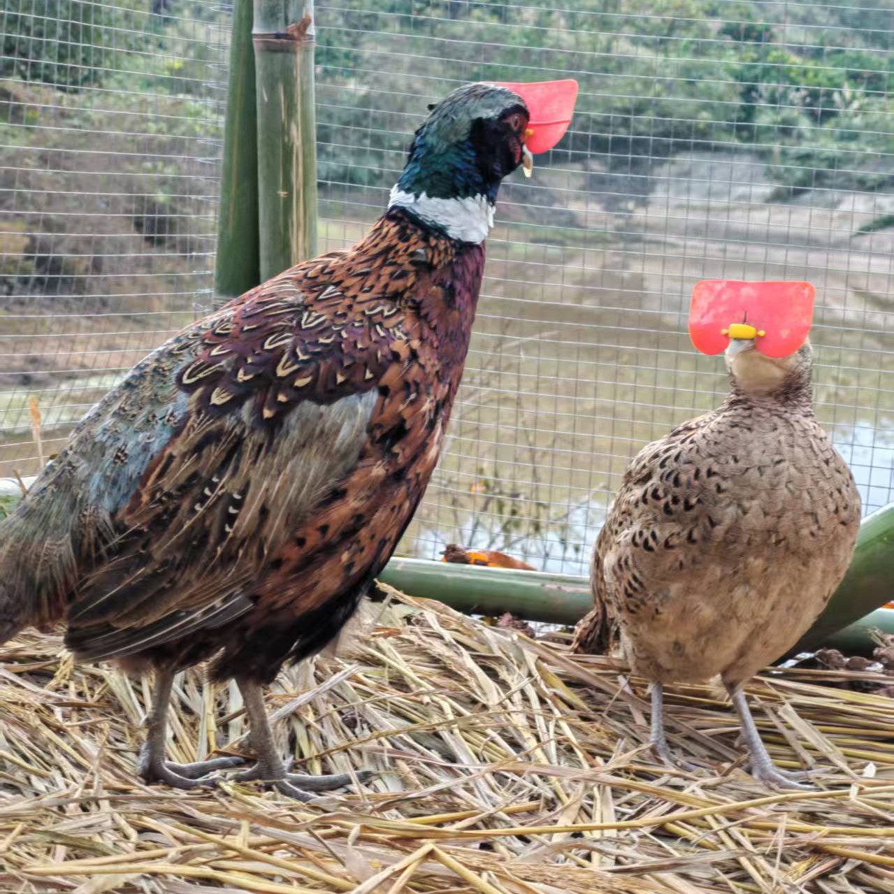 【猴哥专属】两只公鸡观赏宠物鸡体态圆润京东包邮到家