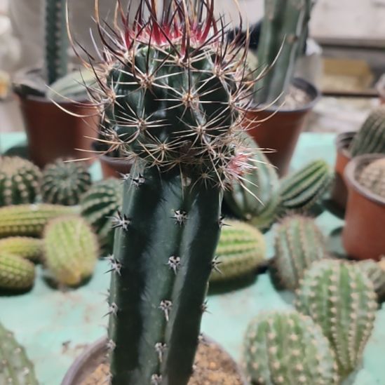 仙人球苗接林氏换虾