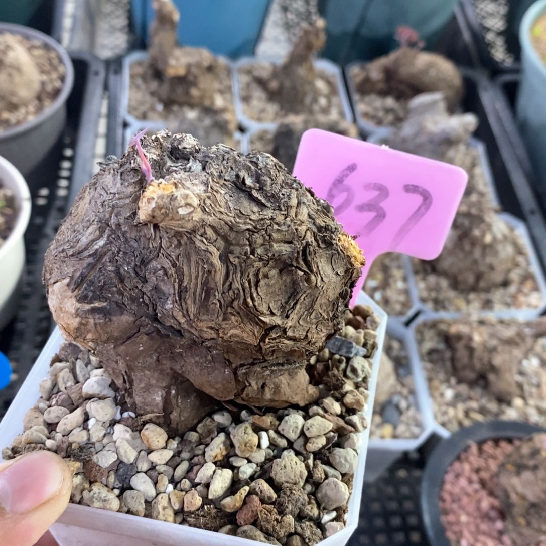 一叶龟多肉植物一个