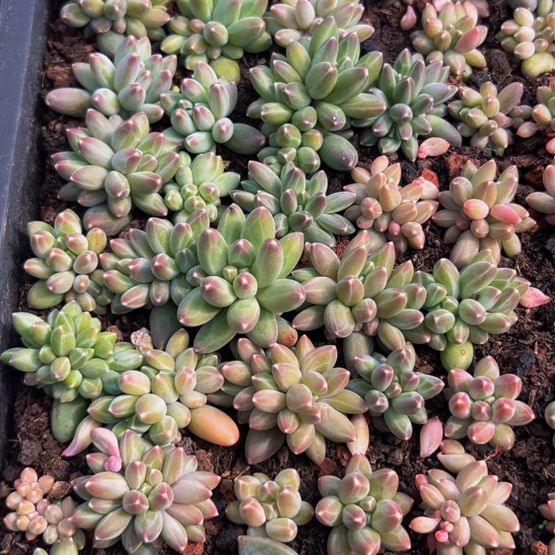 10颗大小不等大小不等