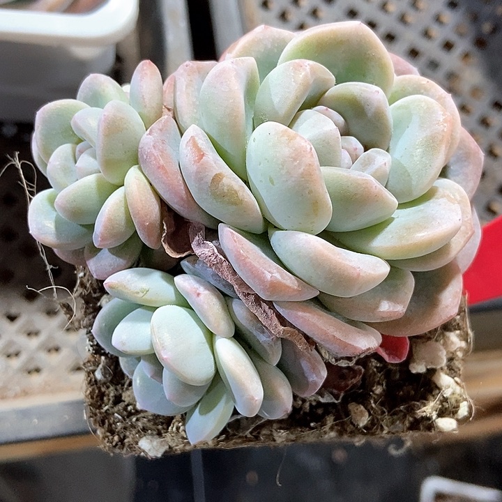 多肉植物冰玉815