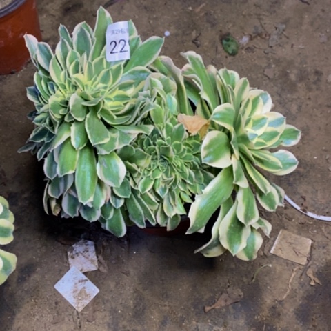 绿豆沙多肉植物2294