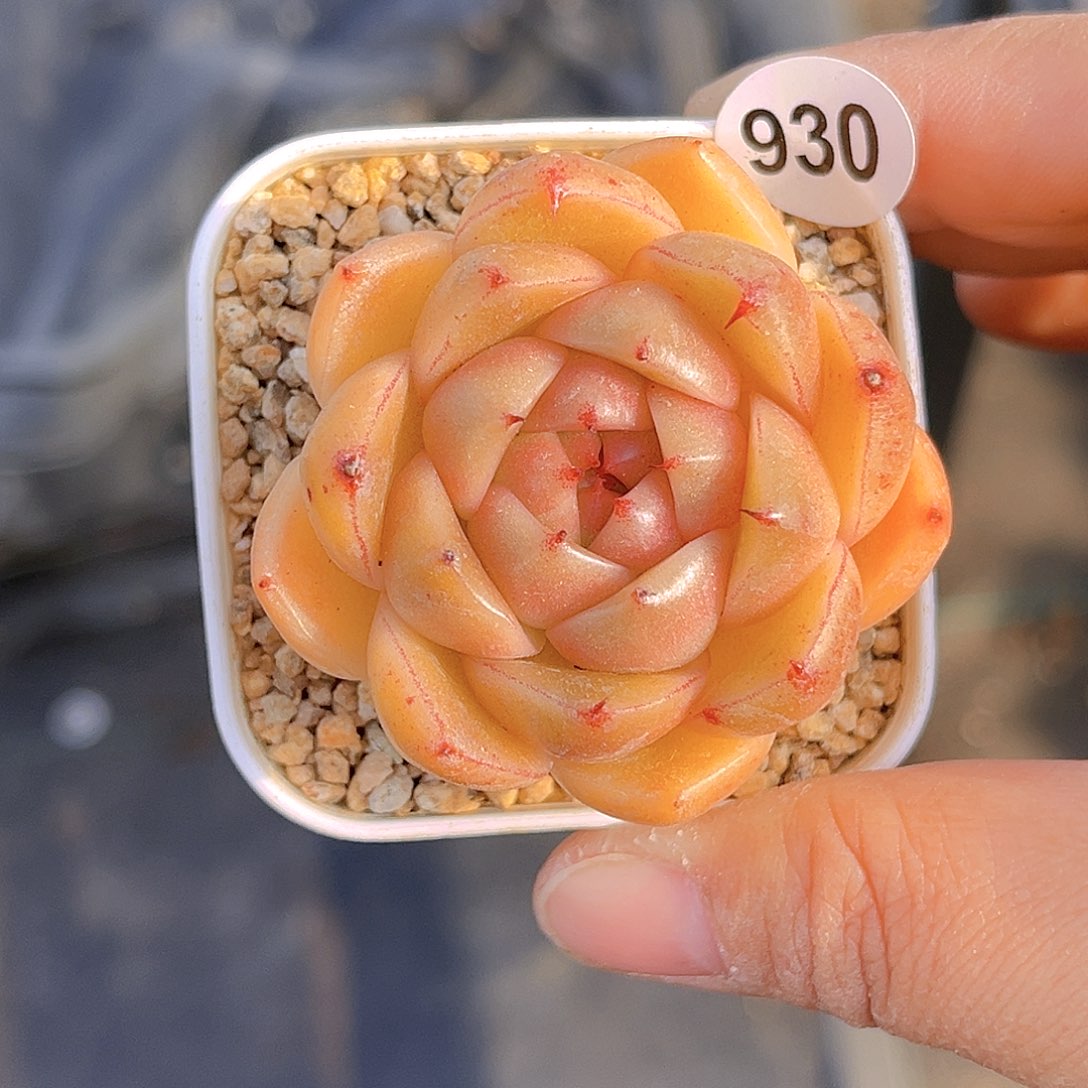 930 放漏 新品珍妮 满18包邮