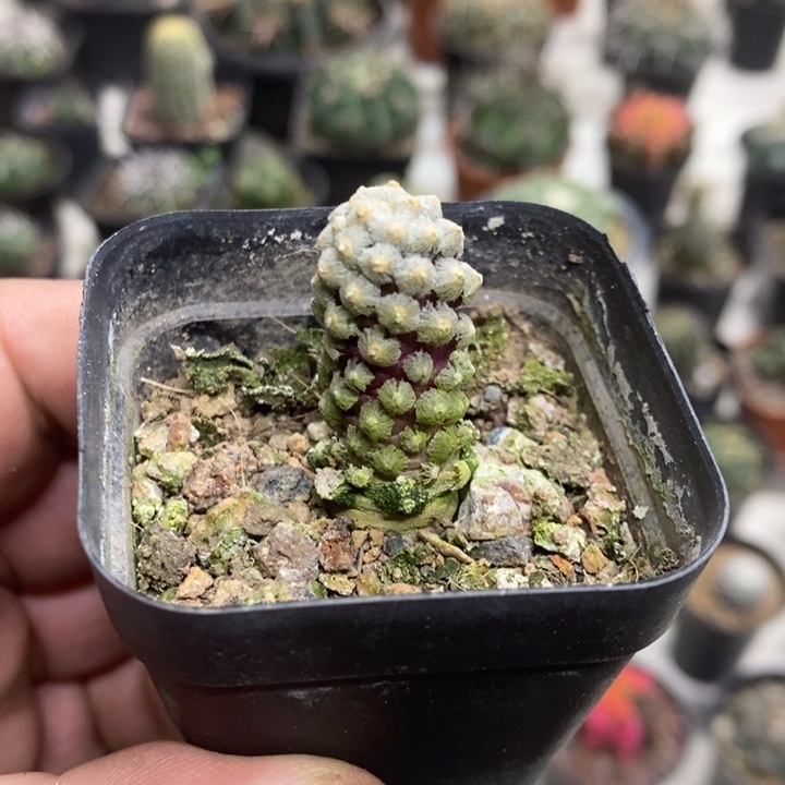 戴斯特价福利包邮