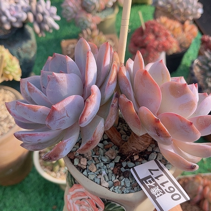 茉莉花茶06117多肉植物