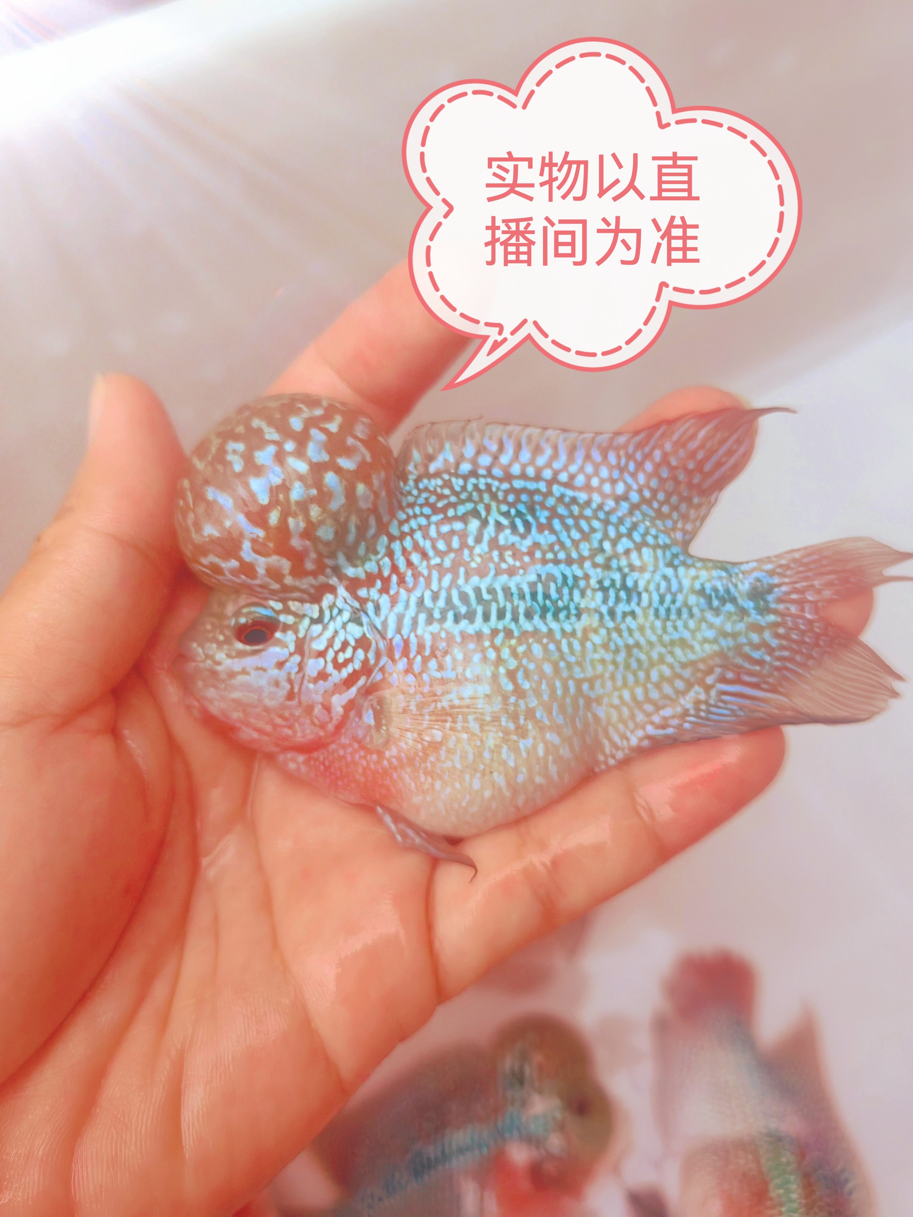 淡水热带罗汉鱼98 包路损 以开箱视频为准为准。～