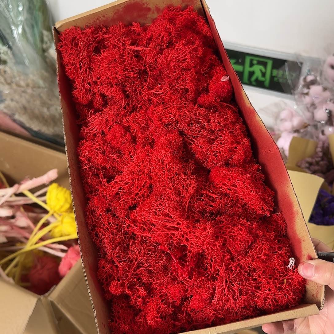 G94号红色永生苔藓