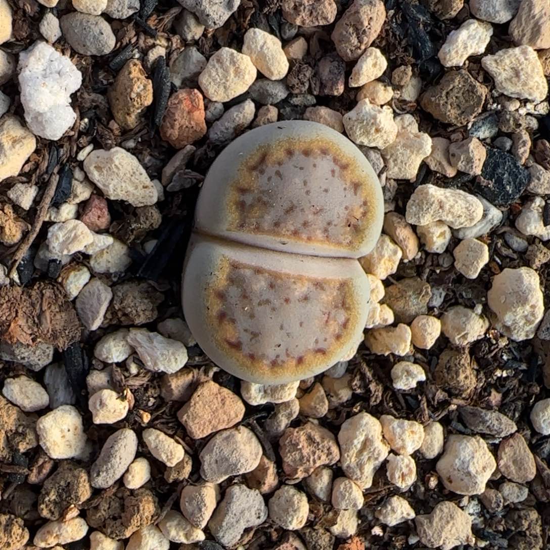 002饼干清框福利30包邮