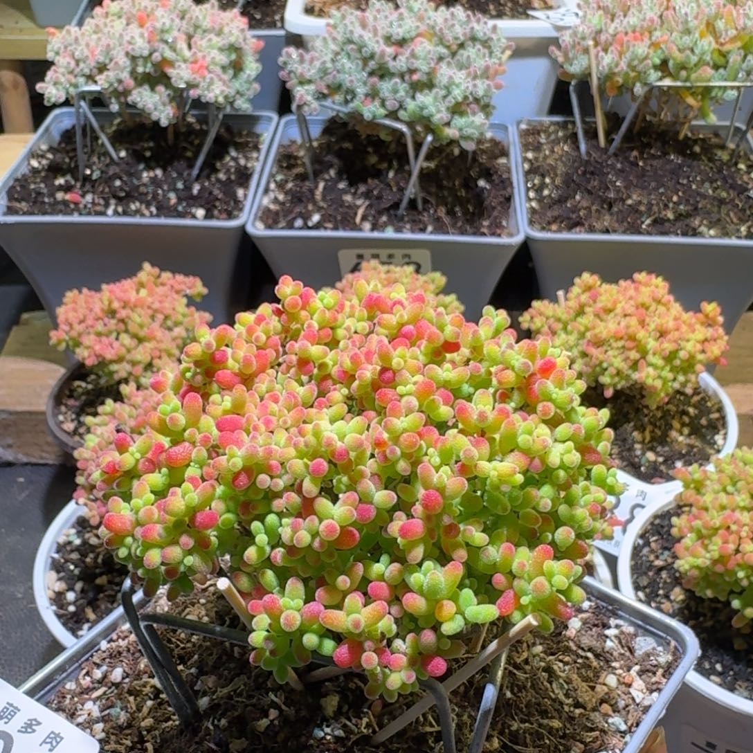 枝干番杏金桔糖球709