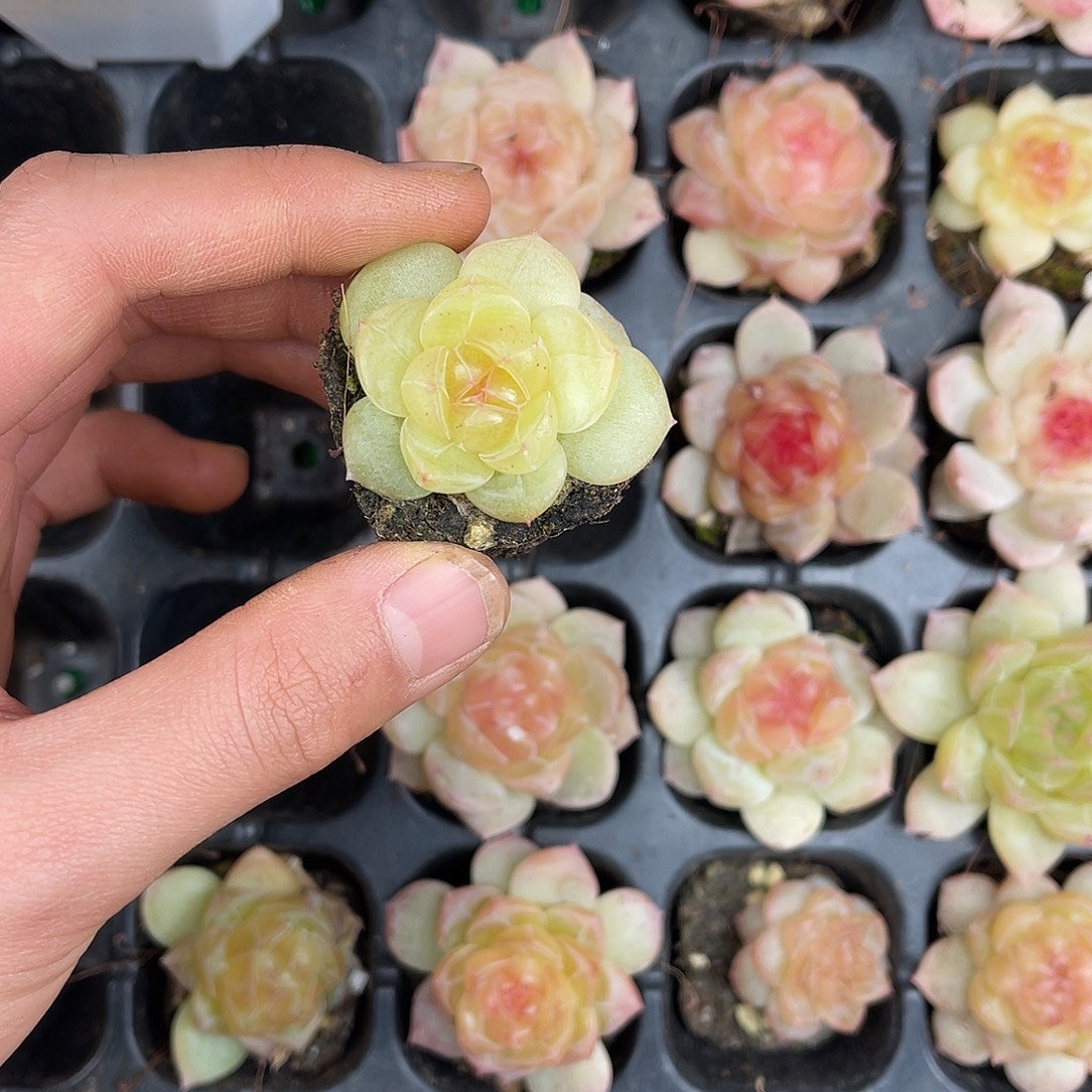 多肉一物一拍30-120