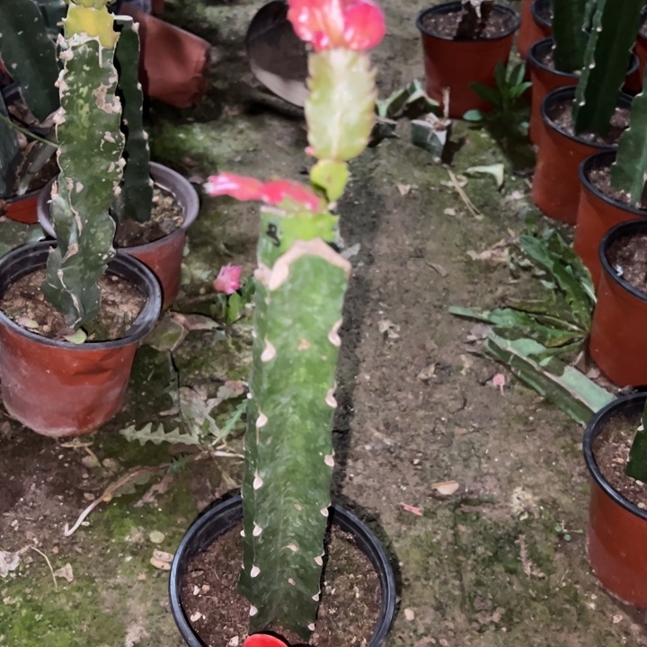 随***英当前无花栽培后可以开花083  68