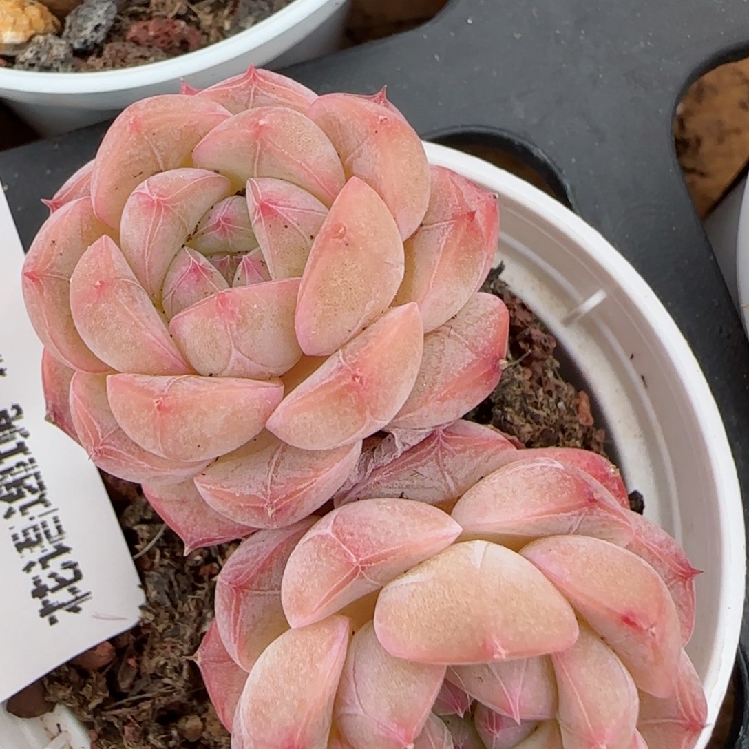 花语逸境0210-430