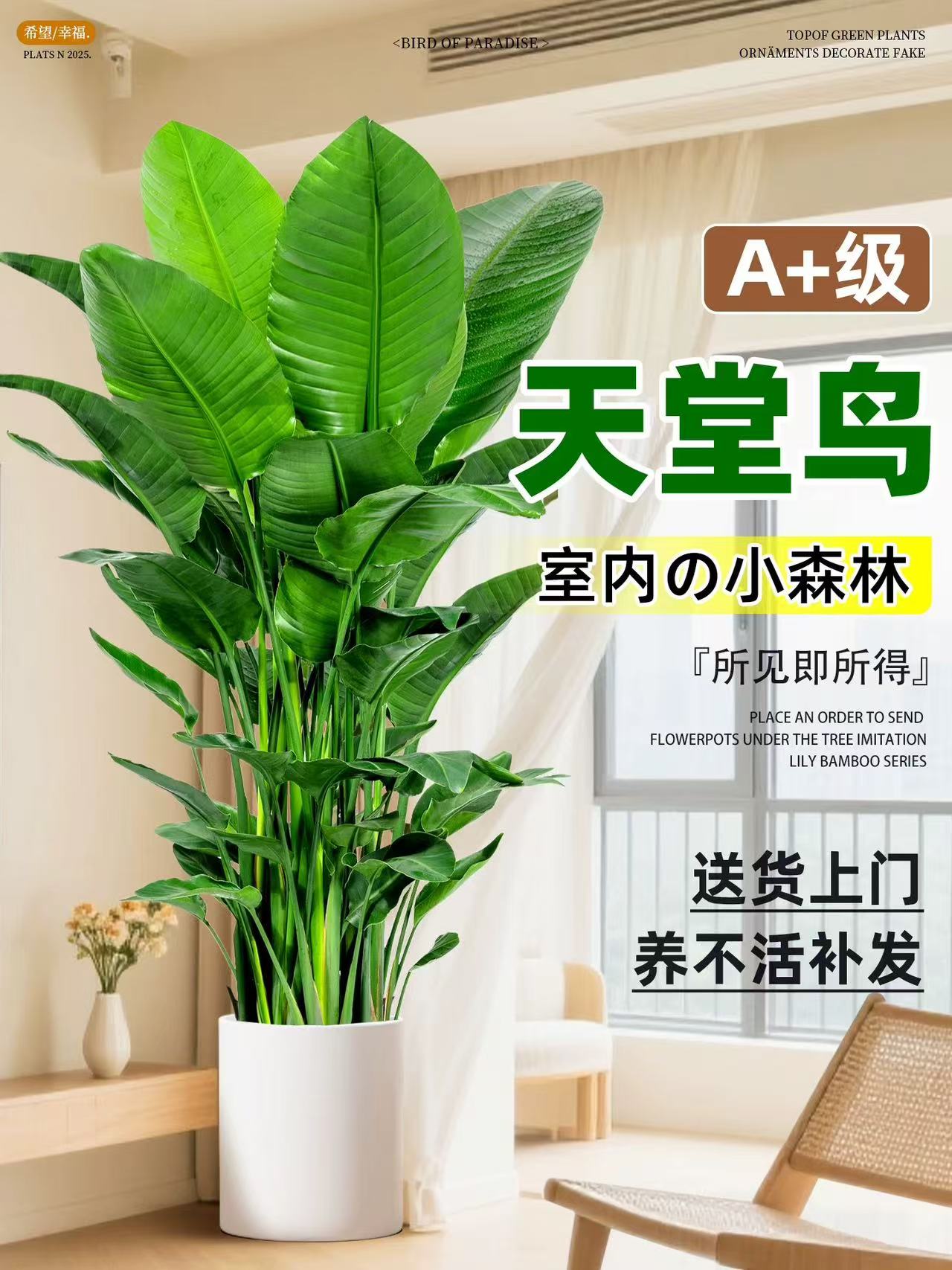 {顺丰包邮}天堂鸟1.6-1.8米室内绿植盆栽好养活净化空气绿植