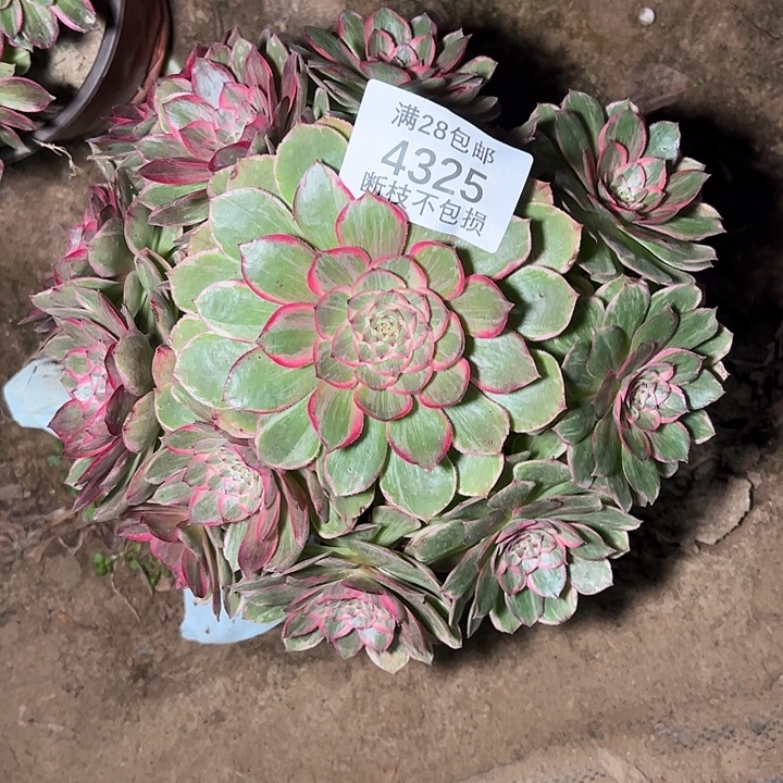 4325莲花座多肉植物