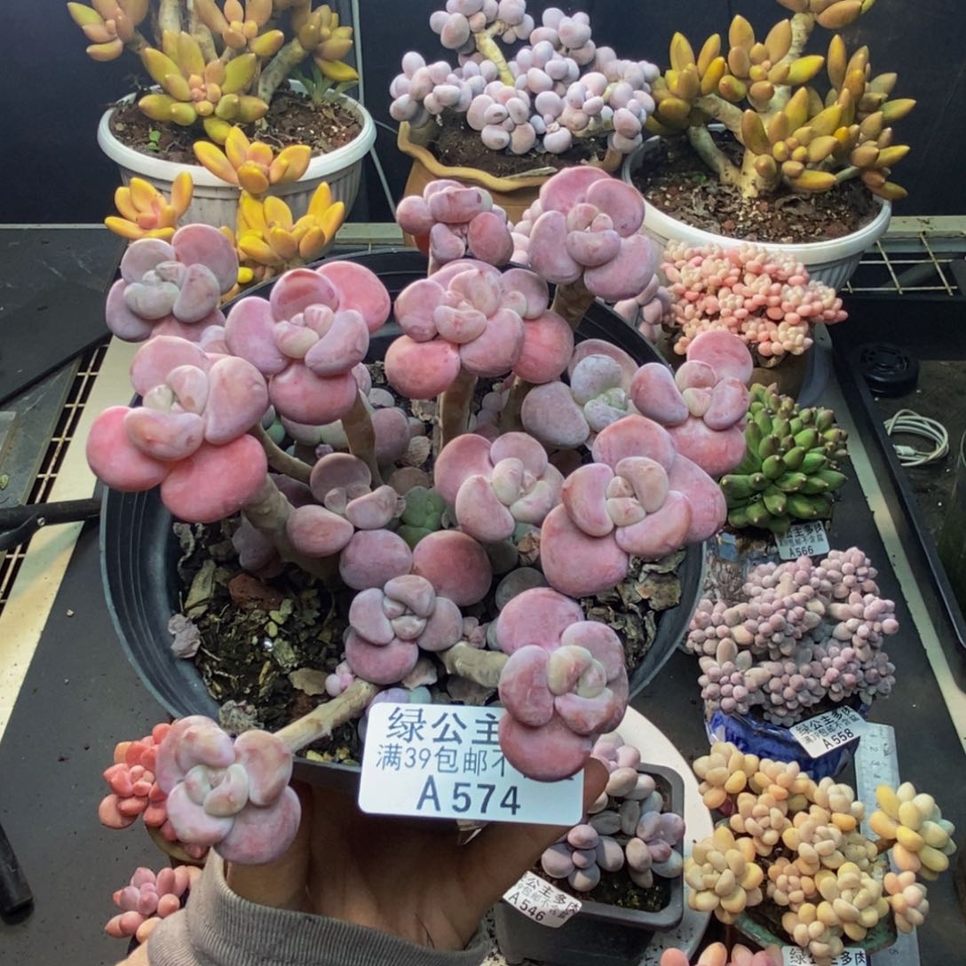 574腰子洛神多肉10c m