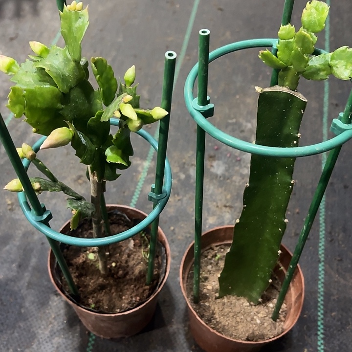 当前无花栽培后可以开花叶仙3色-100