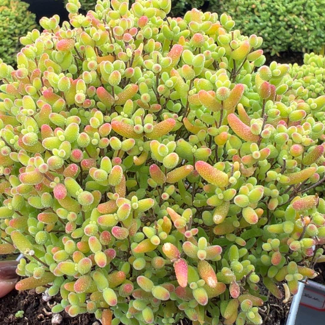 蜜橘蘑菇头25号12cm盆