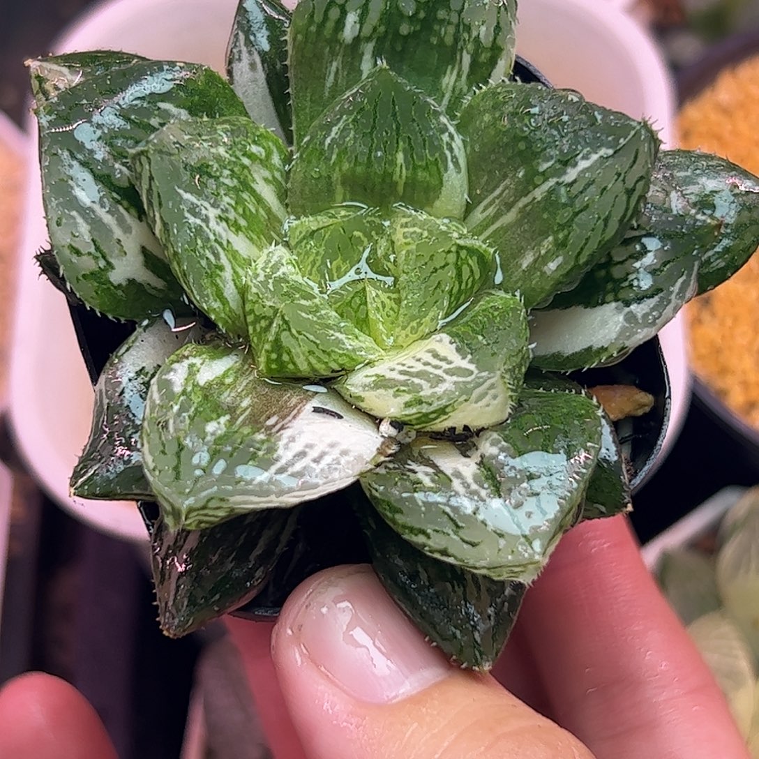 宝莲灯巨大化锦十二卷