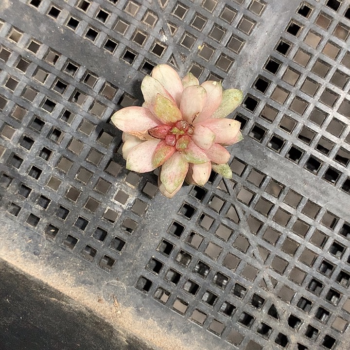 听***️梅专拍，葡萄锦锦锦锦