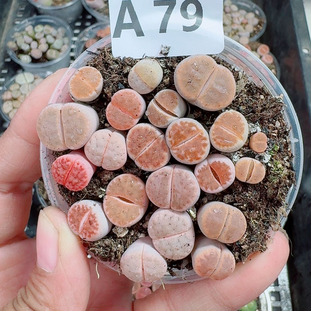 79多肉植物多肉植物