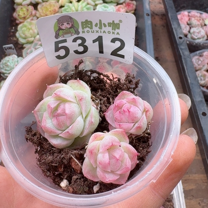 多肉植物多肉植物