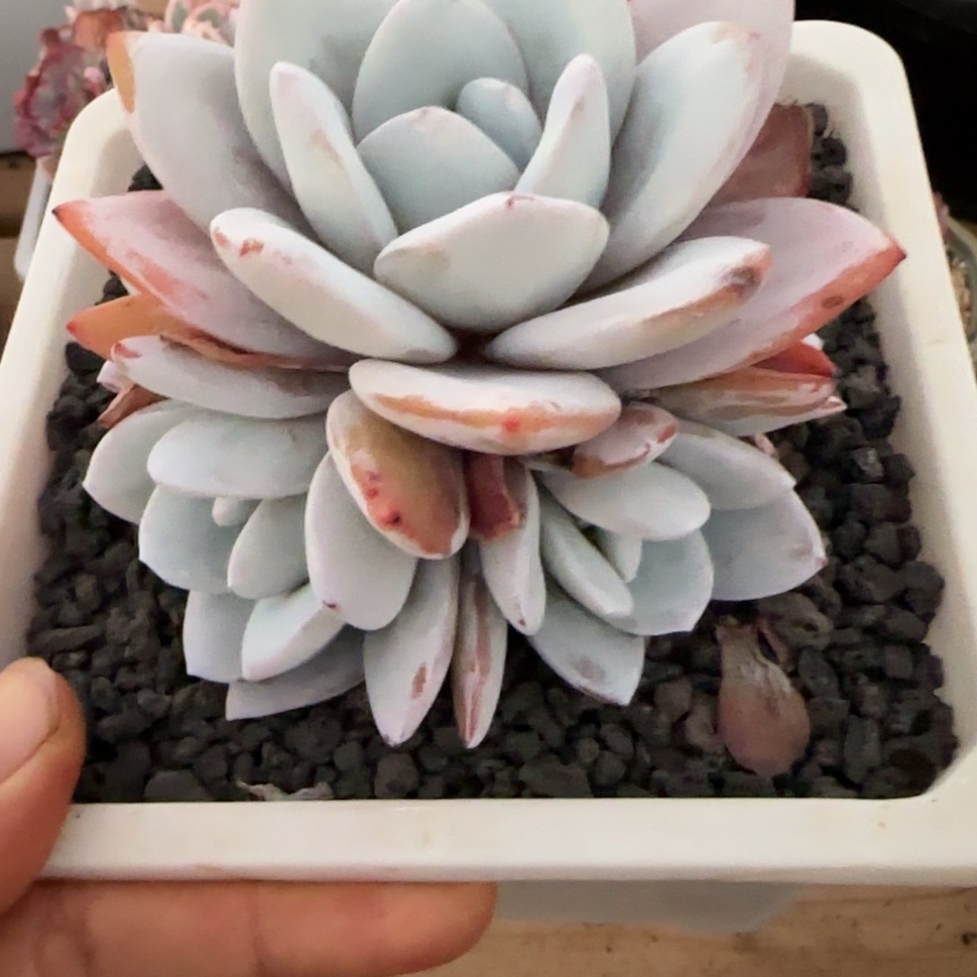 感***知好的吉德津科付款吗吧