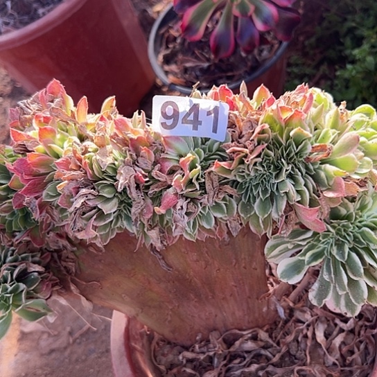 一***你多肉植物一个白凤941