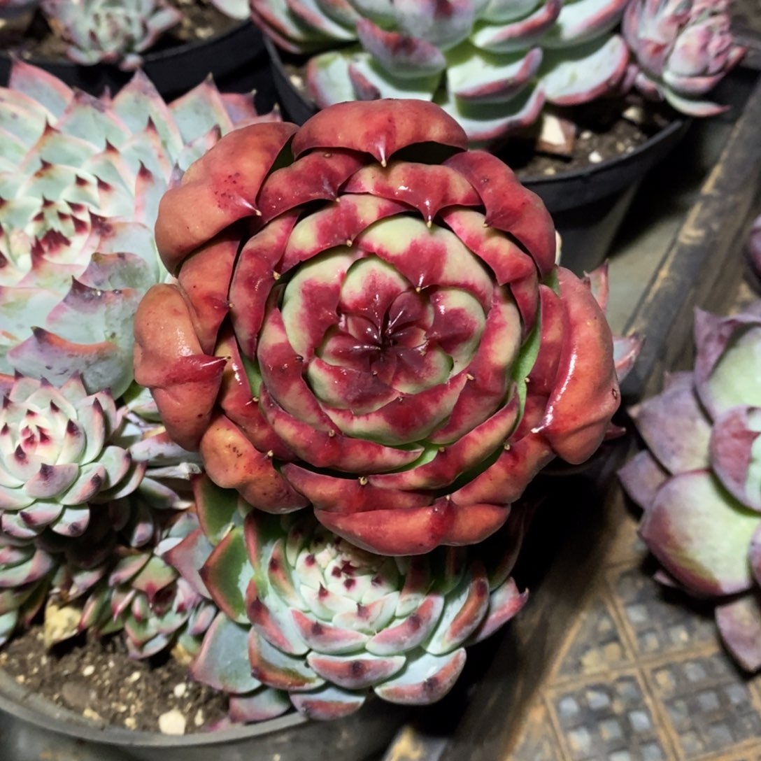 用***8         69。         