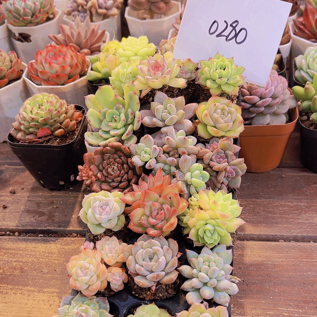 一物一拍0280福利21颗