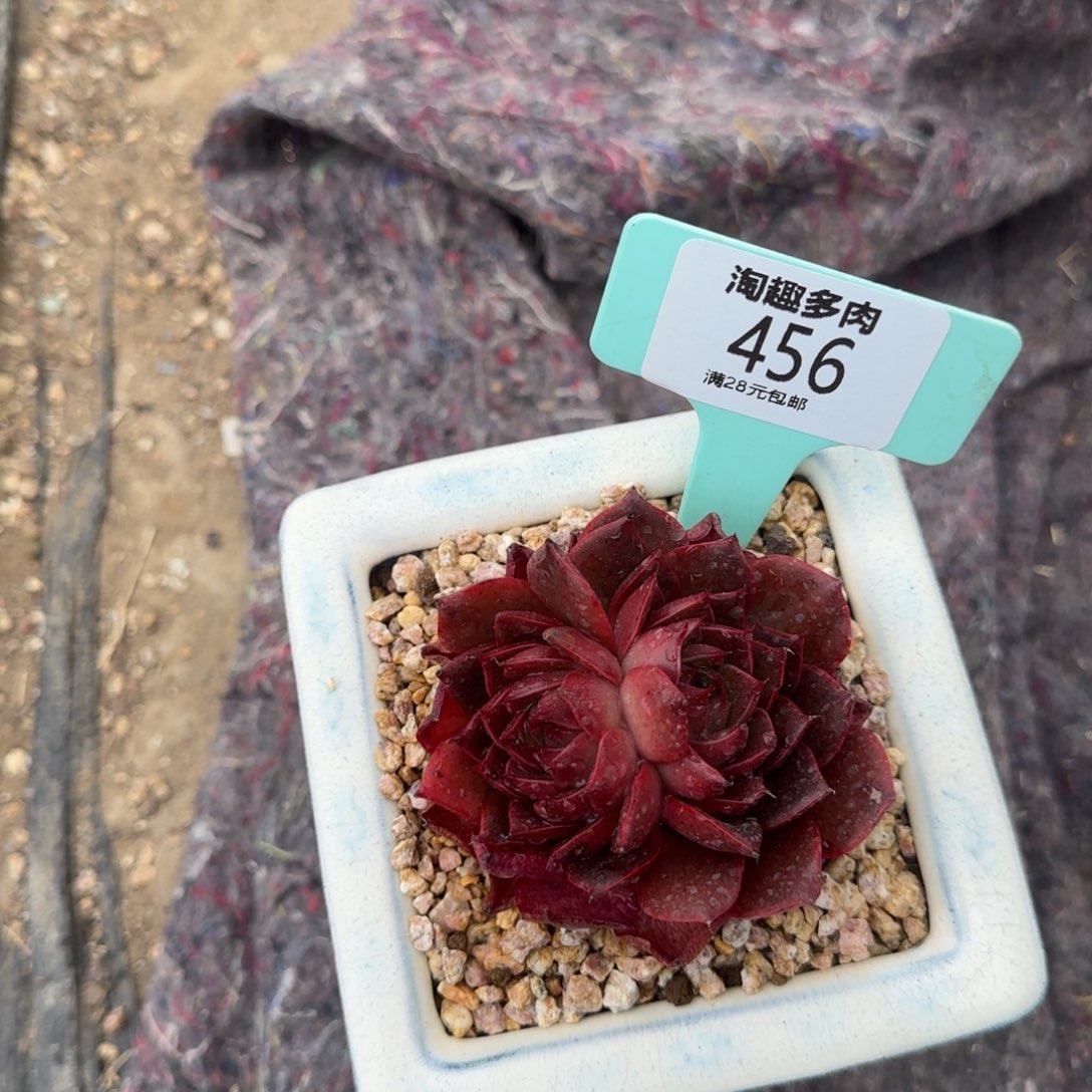 多肉植物红灯SPSP