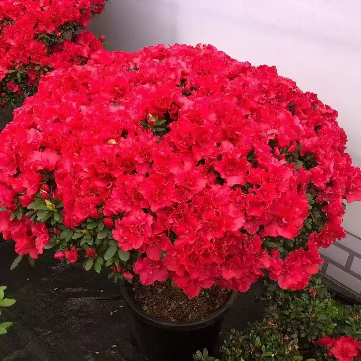 红宝石杜鹃花盆栽带花苞发货室内外均可摆放花卉绿植