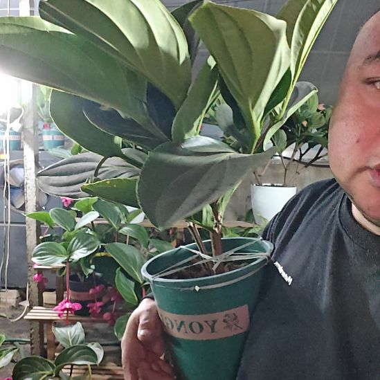 莱***育无花朵宝莲灯花基地发货