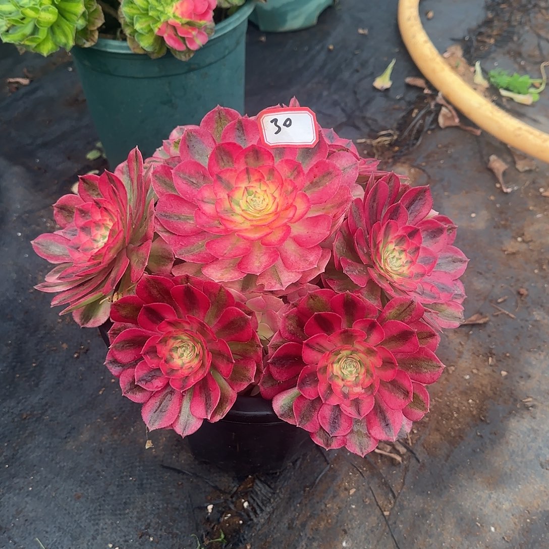 精品多肉植物0030