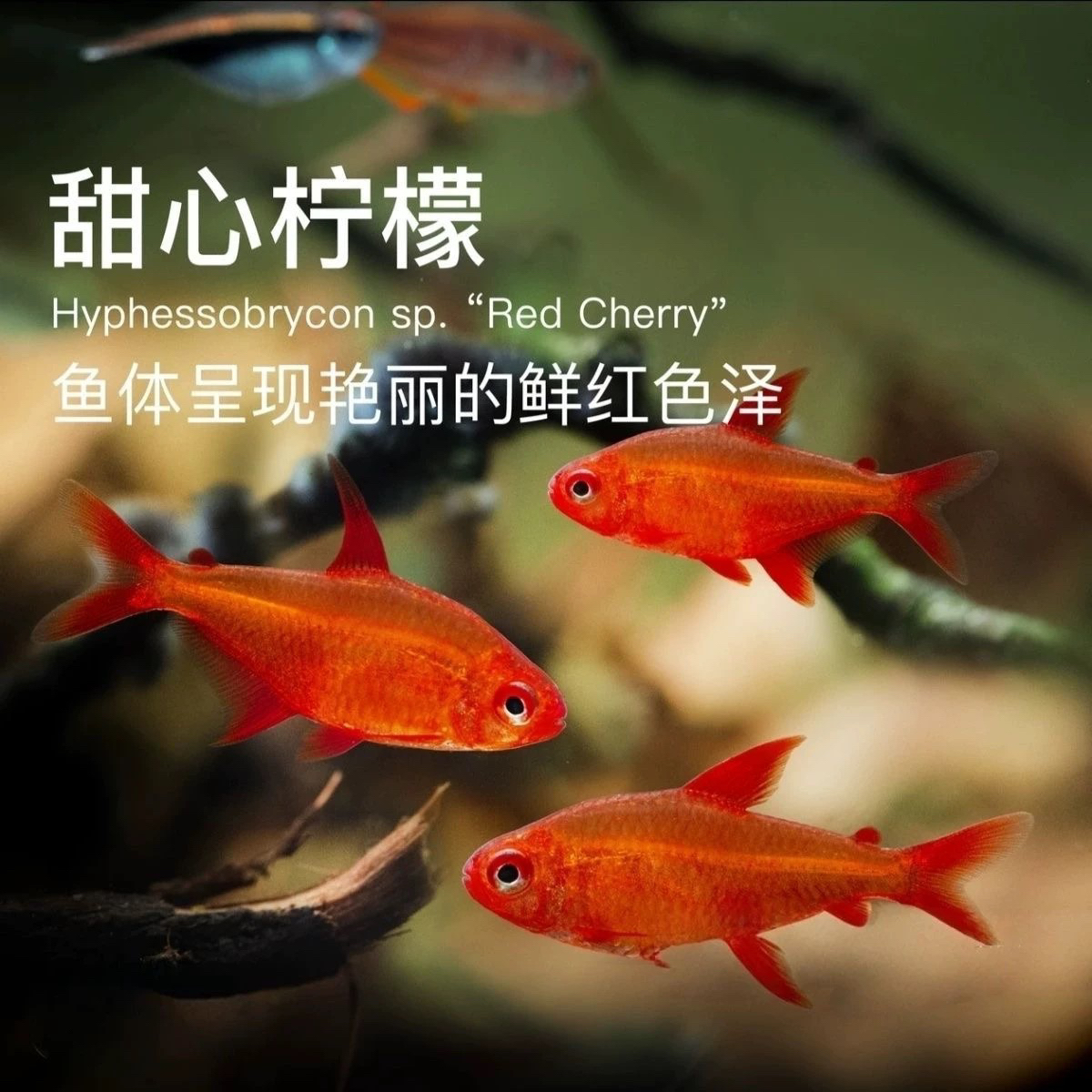 甜心柠檬灯鱼 巴西进口甜心柠檬燈热带观赏鱼水草缸群游活体鱼