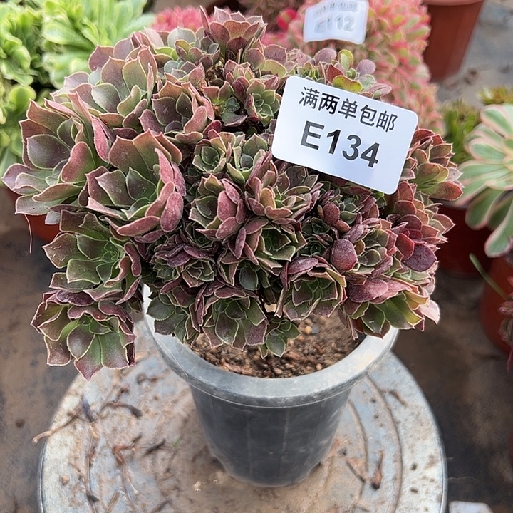 134号玫瑰朵朵坠化法师