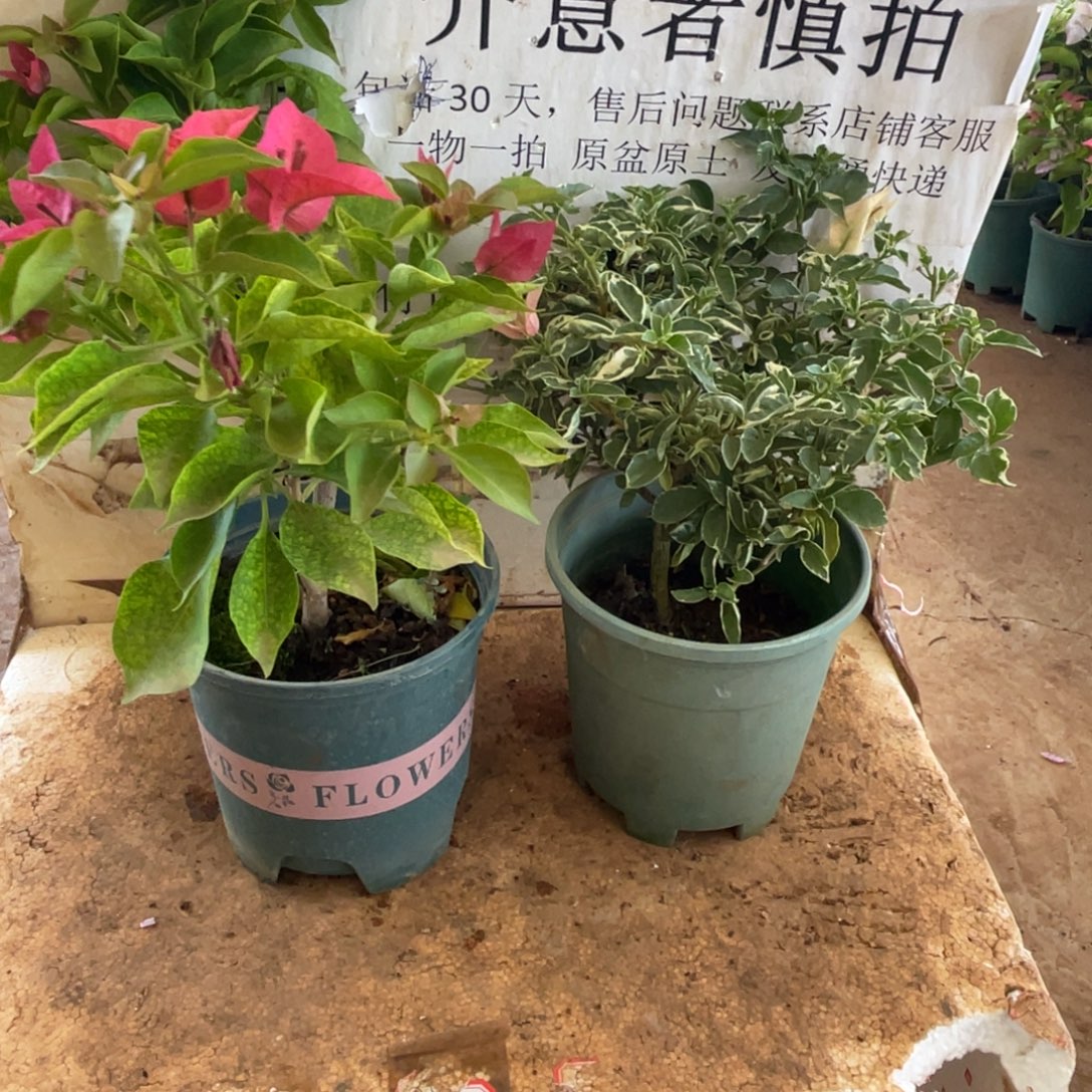 当前无花朵，栽培后可花朵7h2