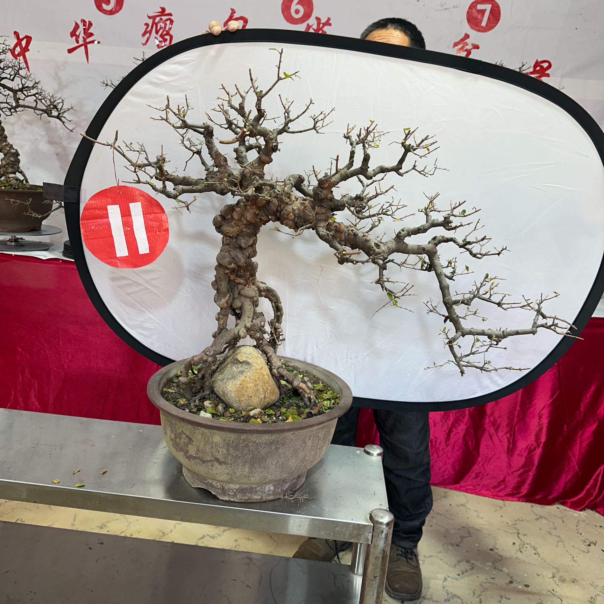 11号盆景 （一物一拍以直播间扣号为准）