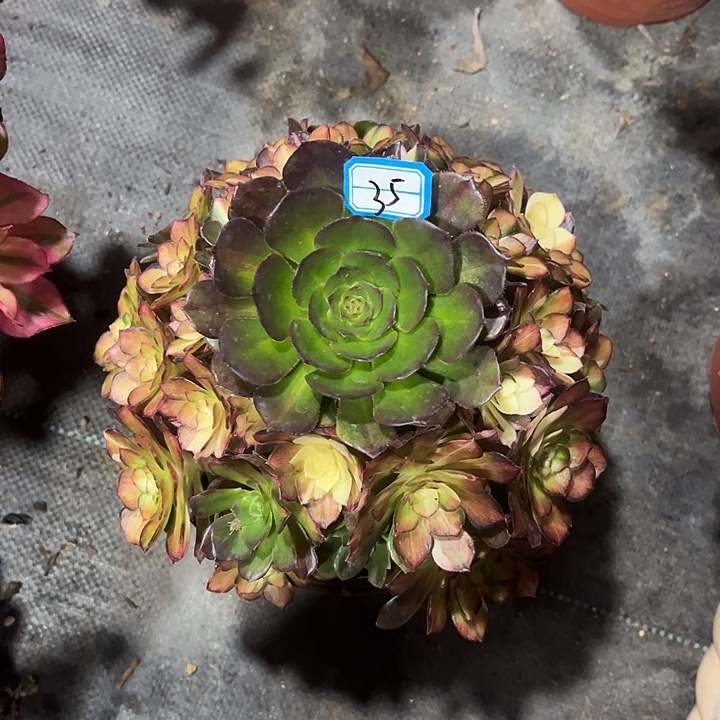 35海王七彩法师多肉植物