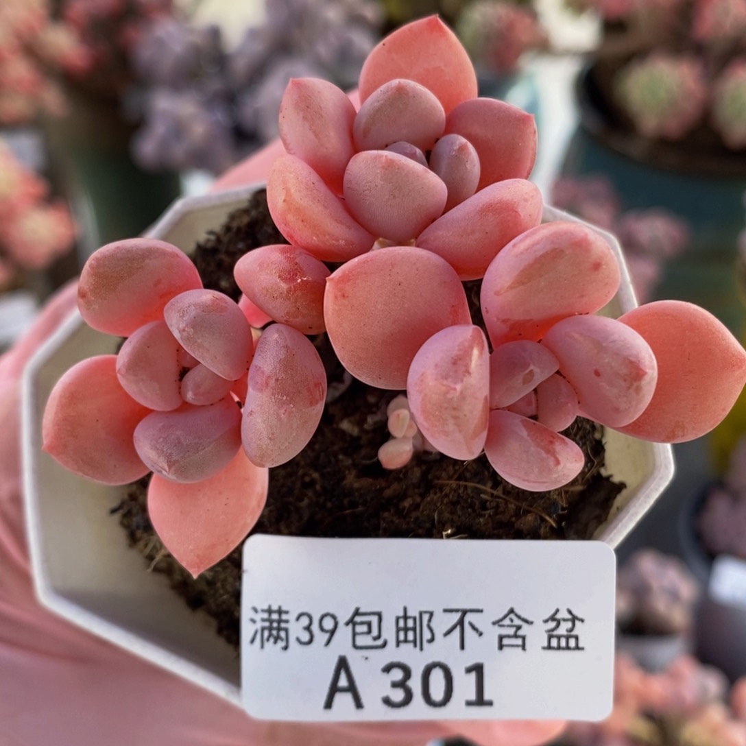 粉桃花6cm301多肉植物