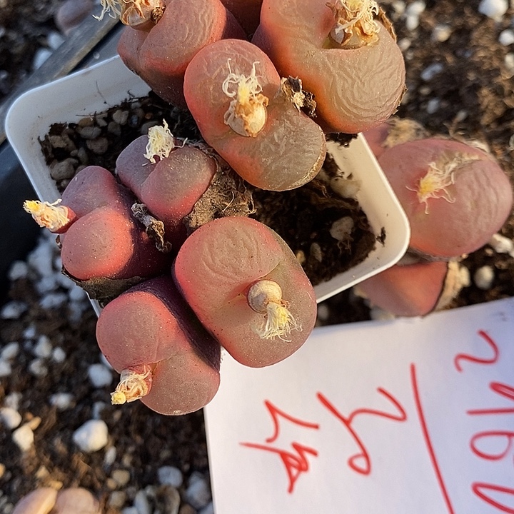 2968有伤3颗冰魄。  