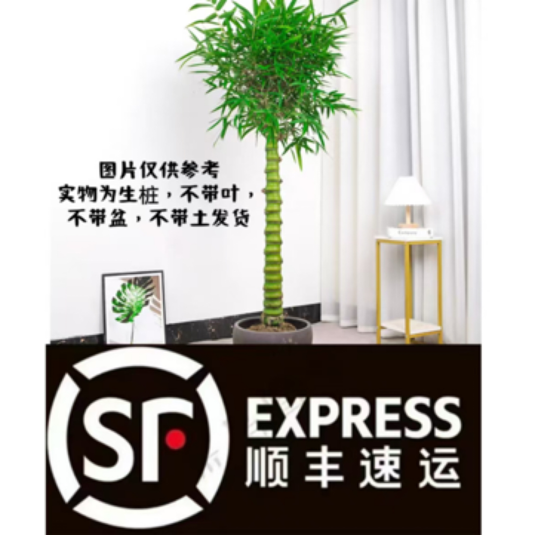佛肚竹老桩盆景苗大型观赏绿植适合办公室庭院四季景观