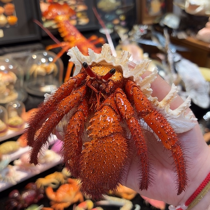 真实超大寄居蟹标本