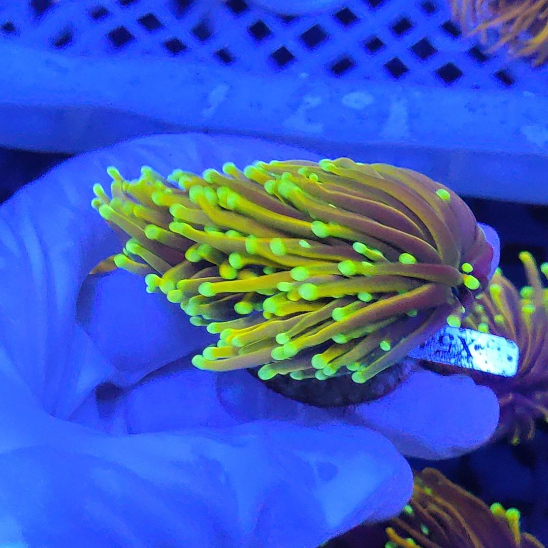 智海珊瑚竞品 不支持退货不包邮接受下单