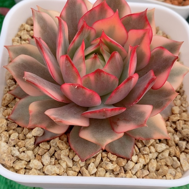 红莲锦多肉锦景天