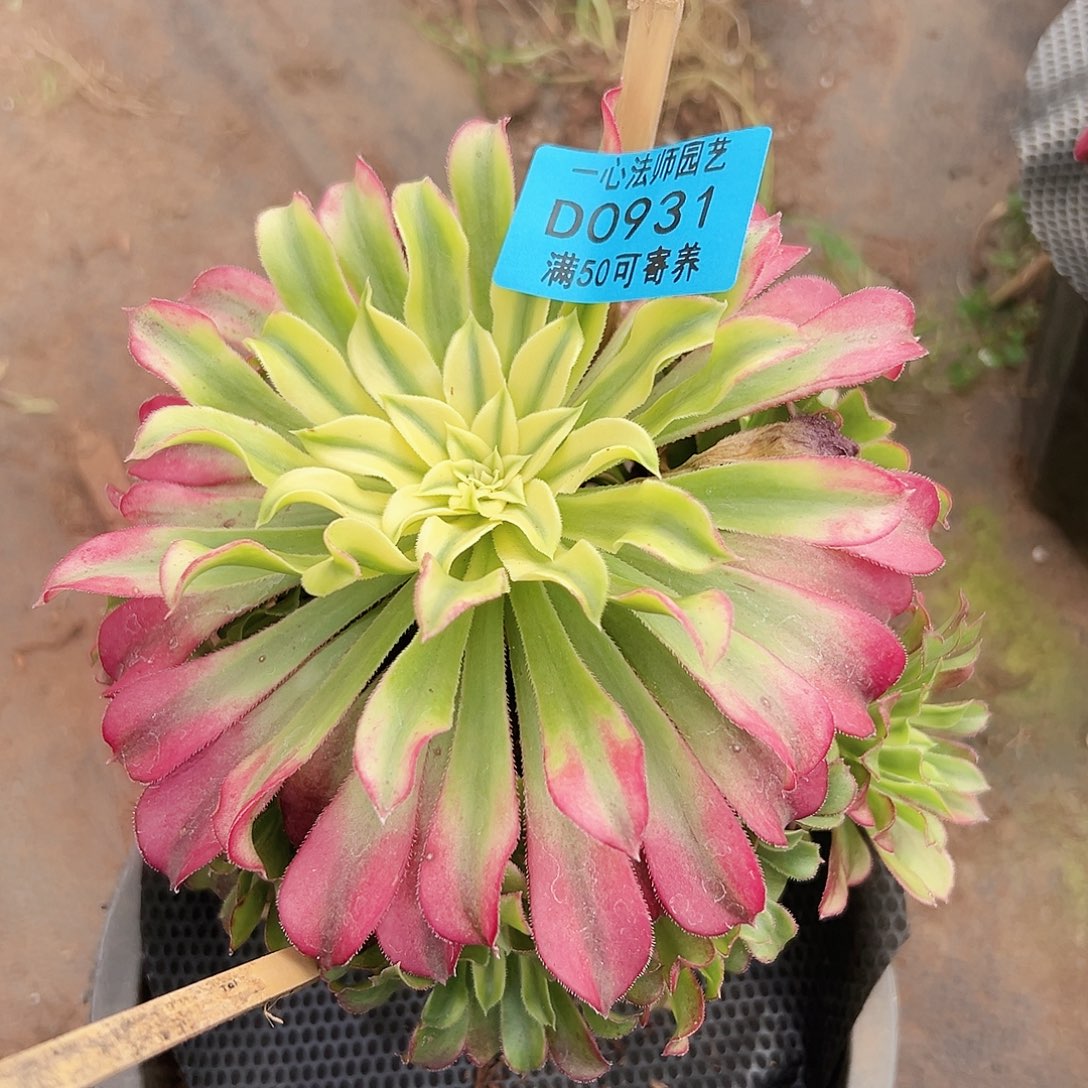 多肉植物多肉植物931