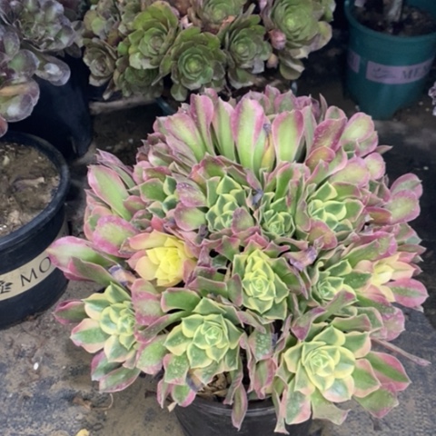 白凤多肉植物033